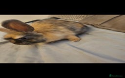 English Spot rabbits for sale: Looking to sell my two rabbits - Image 4