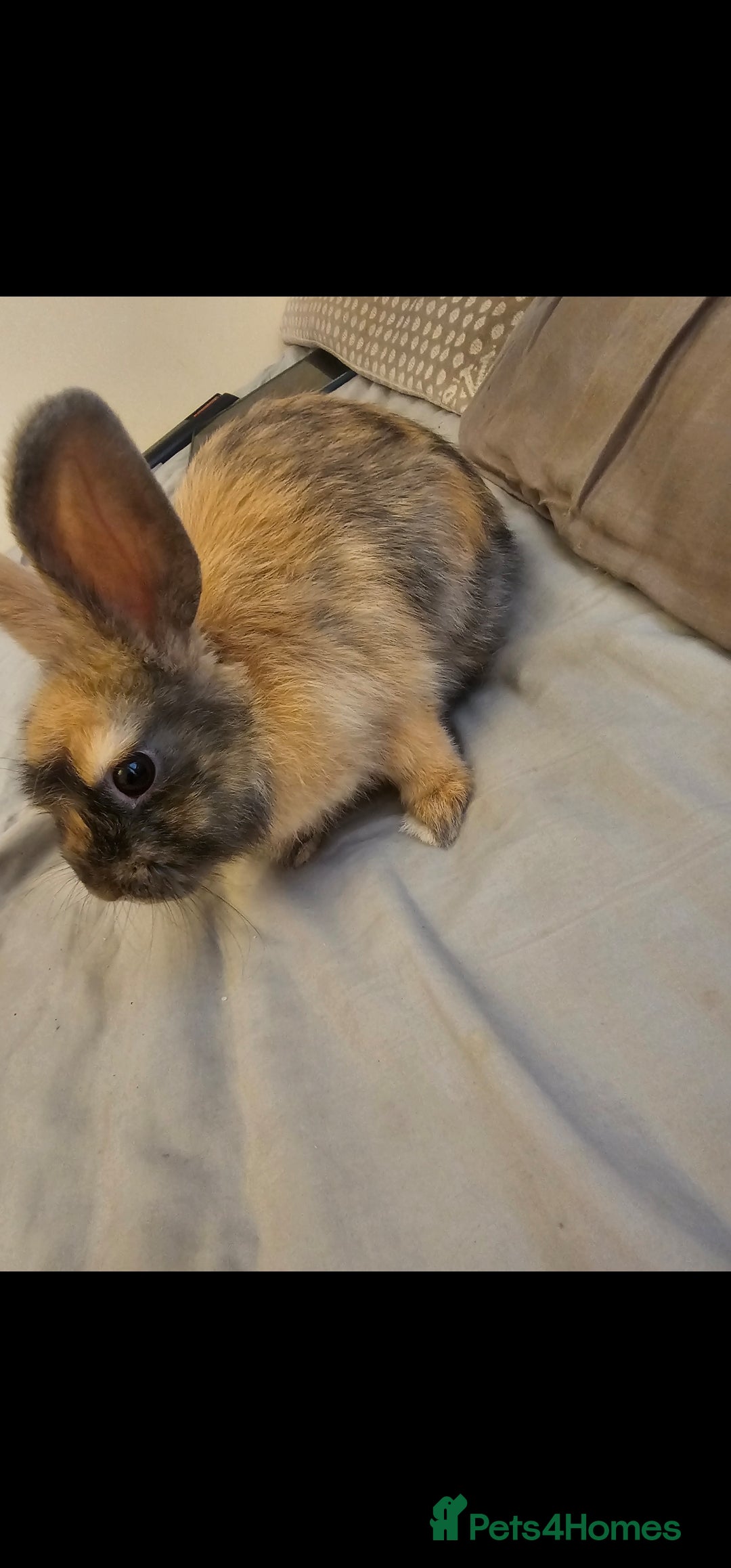 English Spot rabbits for sale: Looking to sell my two rabbits - Image 4