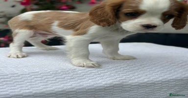 Cavalier King Charles Spaniel dogs - Advert 12