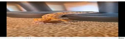 Leopard Gecko reptiles for sale: Leopard gecko for sale with the viv - Advert 11