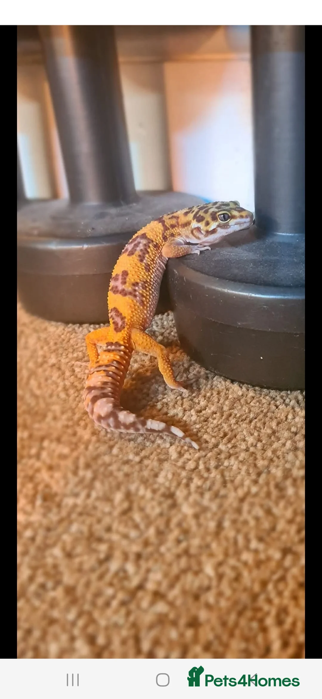 Leopard Gecko reptiles for sale: Leopard gecko for sale with the viv - Advert 11