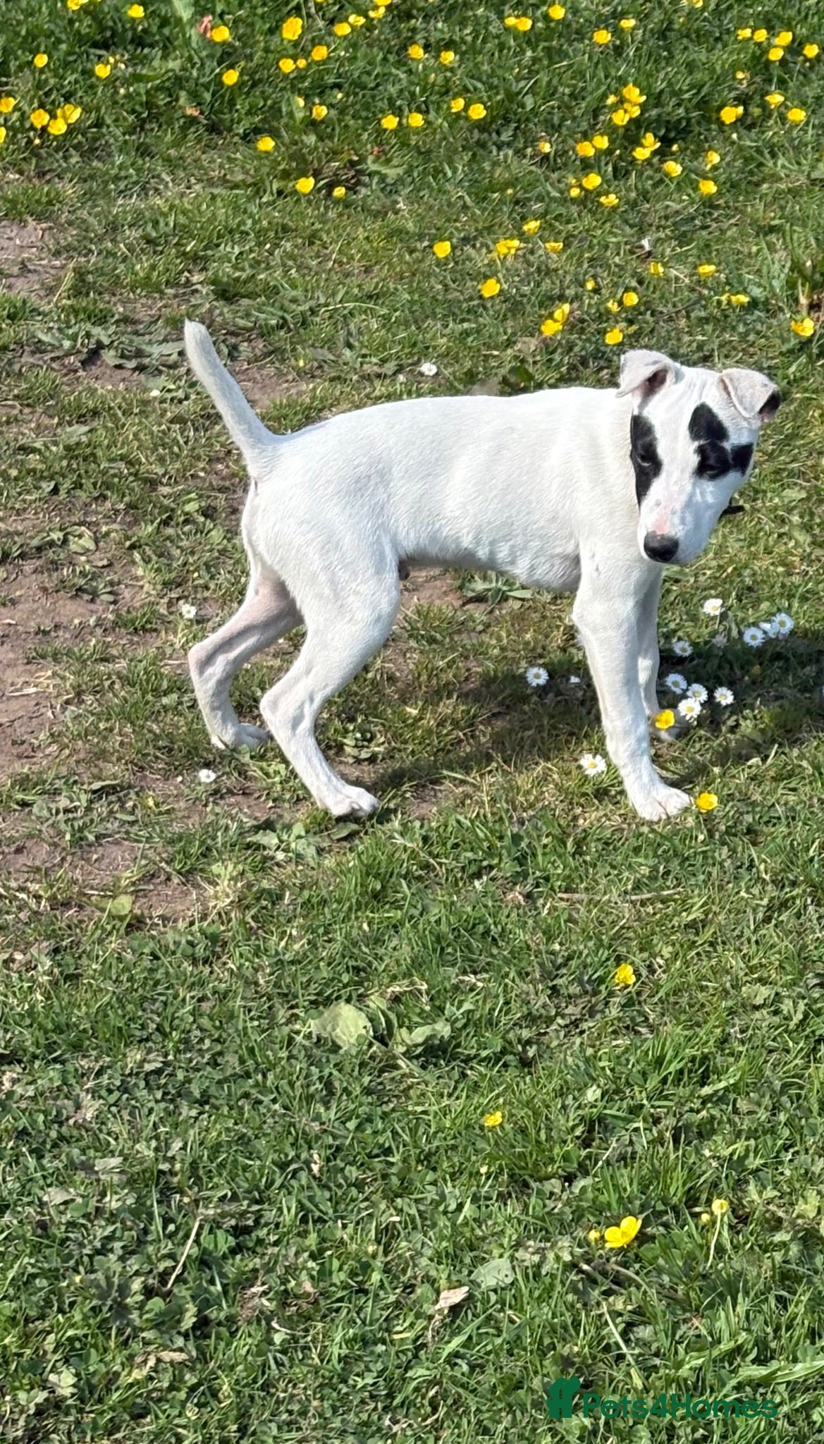 Jack Russell dogs Jack Russell male pup for sale 6.5 months old - Advert 18