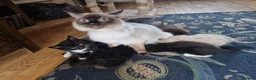Mixed Breed cats for sale: Farm Bred Mixed Breed Kittens  - Advert 3