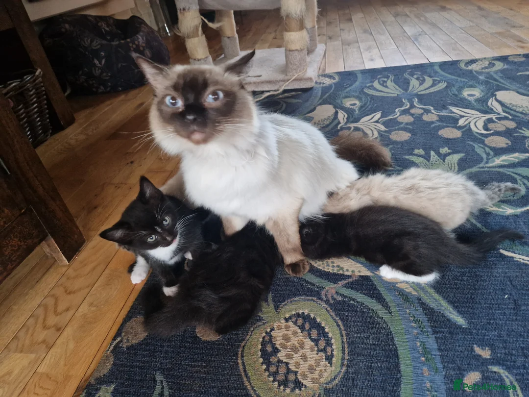 Mixed Breed cats for sale: Farm Bred Mixed Breed Kittens  - Advert 3