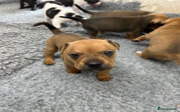 Mixed Breed dogs for sale: Jack Russell X Frenchie  - Image 9
