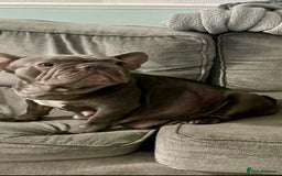 French Bulldog dogs for sale: French bulldog puppies - Image 14