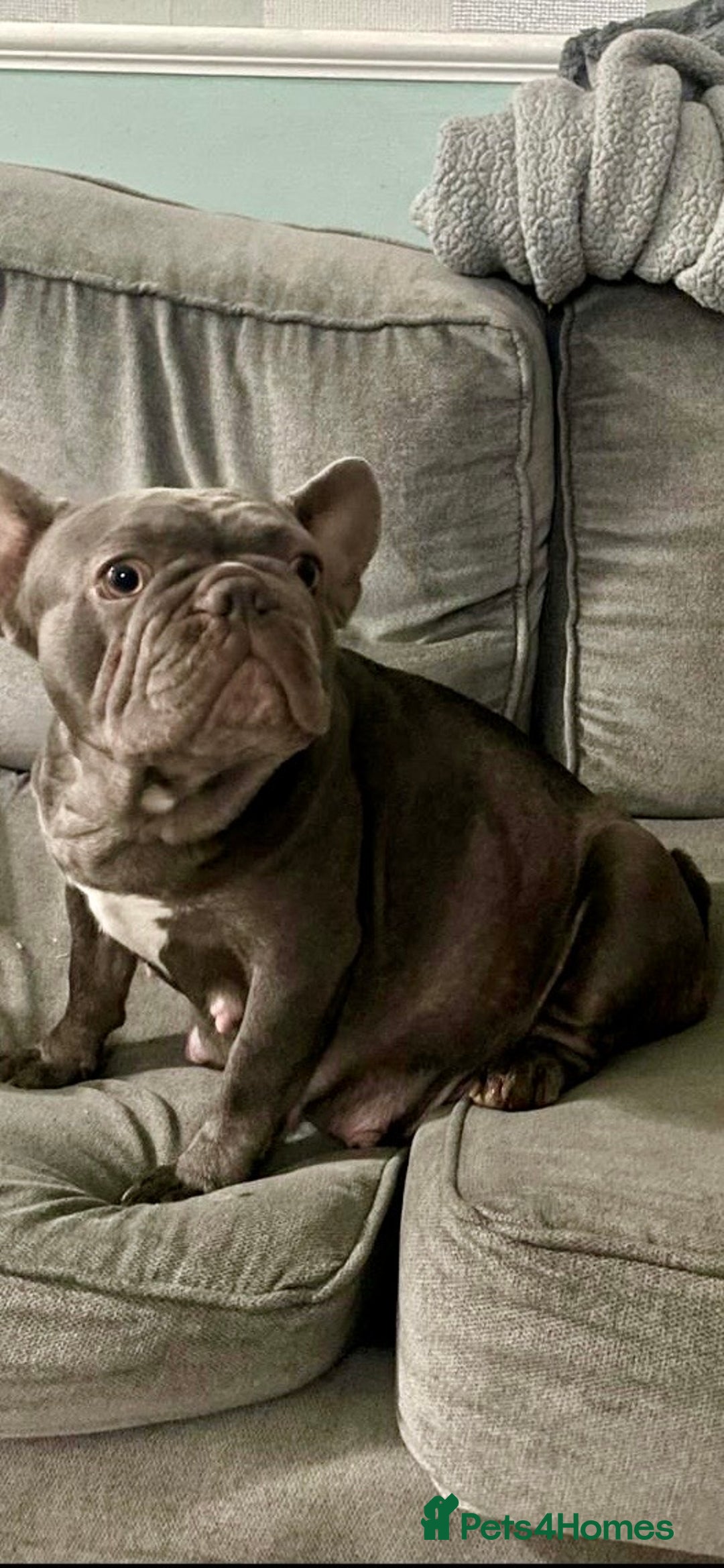 French Bulldog dogs for sale: French bulldog puppies - Image 14