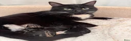Mixed Breed cats for sale: Lovely little kittens in Derby - Advert 2