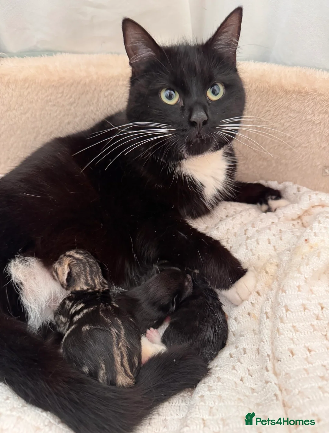 Mixed Breed cats for sale: Lovely little kittens in Derby - Advert 2