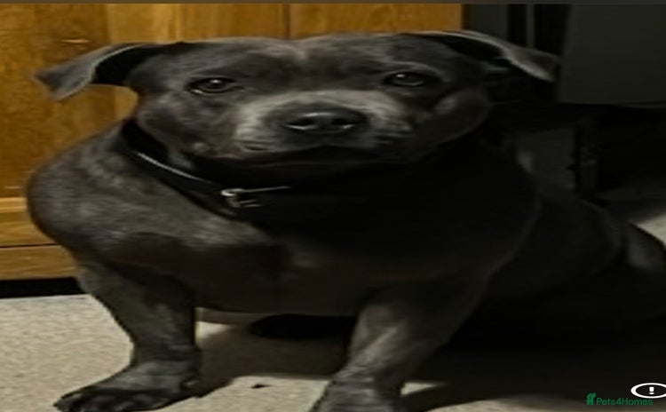 Staffordshire Bull Terrier dogs - Advert 1