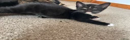 Mixed Breed cats for sale: Kittens  - Advert 13