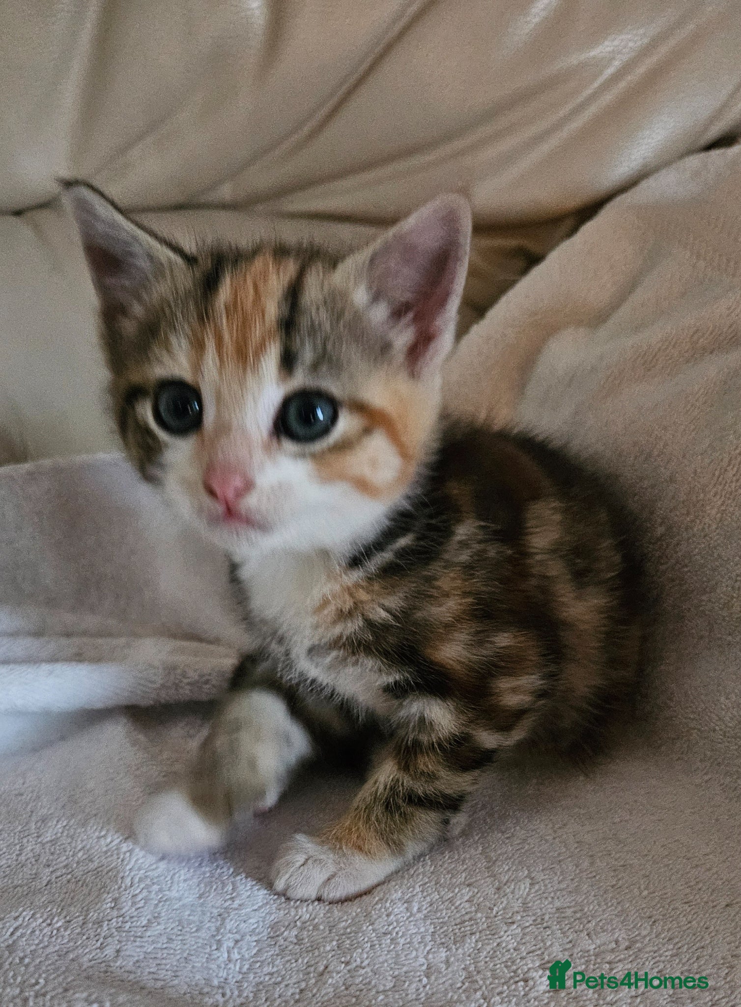 Mixed Breed cats Two lovely female tortoishell kittens - Advert 7