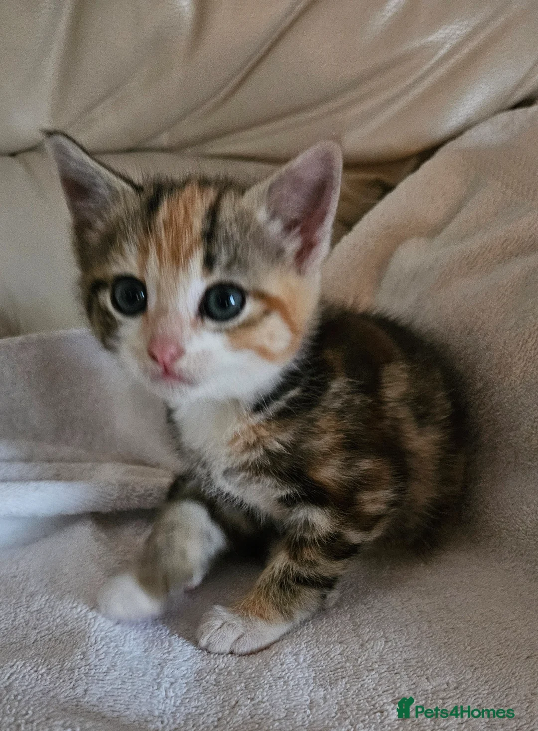 Mixed Breed cats for sale: Two lovely female tortoishell kittens - Advert 1