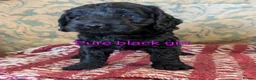Cockapoo dogs for sale: Licensed breeder, health tested F1 cockapoos - Advert 19