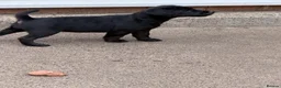 Patterdale Terrier dogs for sale: 3 patterdale terriers puppies available  - Advert 6