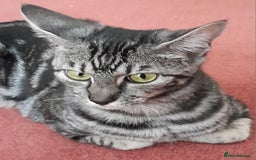 Savannah cats for sale: Full Pedigree TICA Reg Marbled Savannah Boy Kitten - Image 28