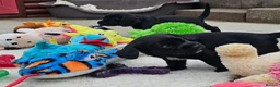 Bocker dogs for sale: Beautiful Bocker Pups - Ready 14.09.26 in Thirsk - Advert 27