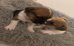 Jack Russell dogs for sale: 2 mini pure jack russel pups - Advert 4