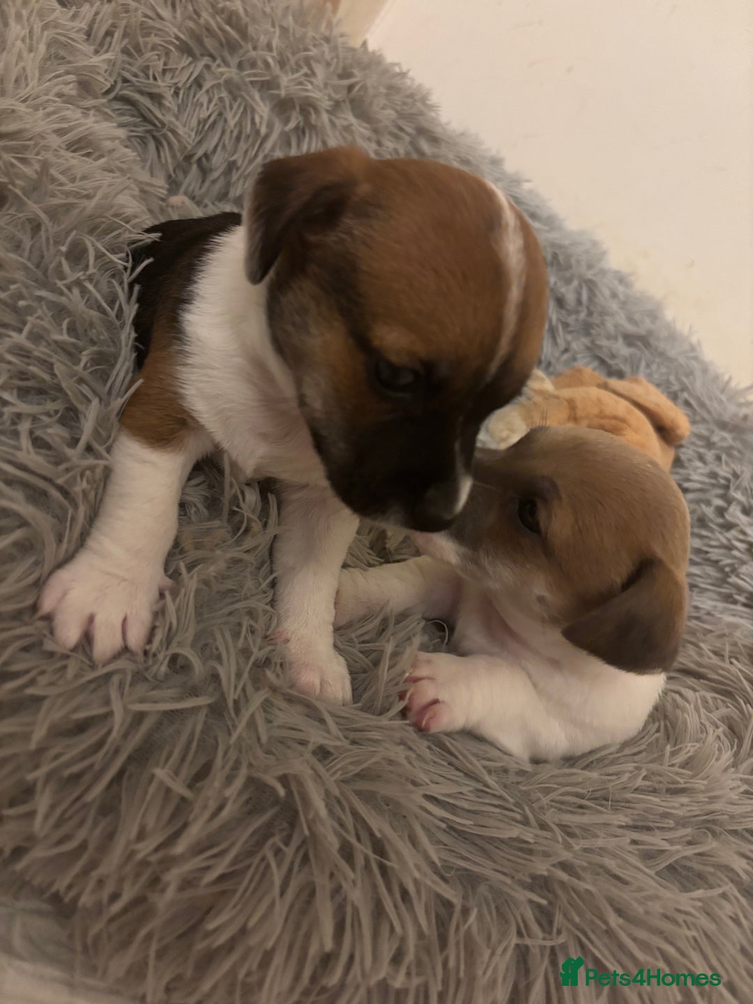 Jack Russell dogs for sale: 2 mini pure jack russel pups - Advert 4