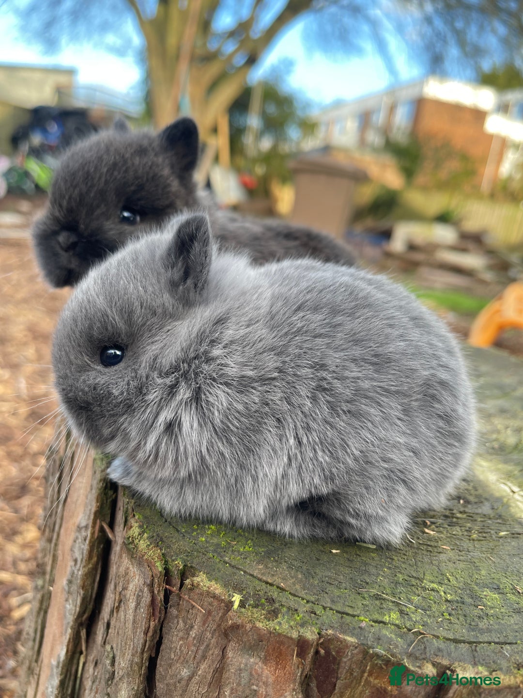 Netherland Dwarf rabbits for sale: Real Netherland Dwarf   - Advert 4