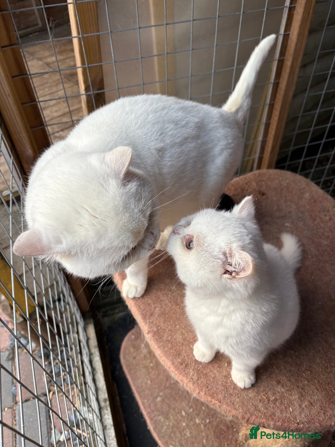 British Shorthair cats for sale: British Shorthair kittens - Image 5