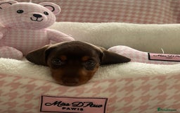 Miniature Dachshund dogs for sale: Miniature Dachshund  - Image 33