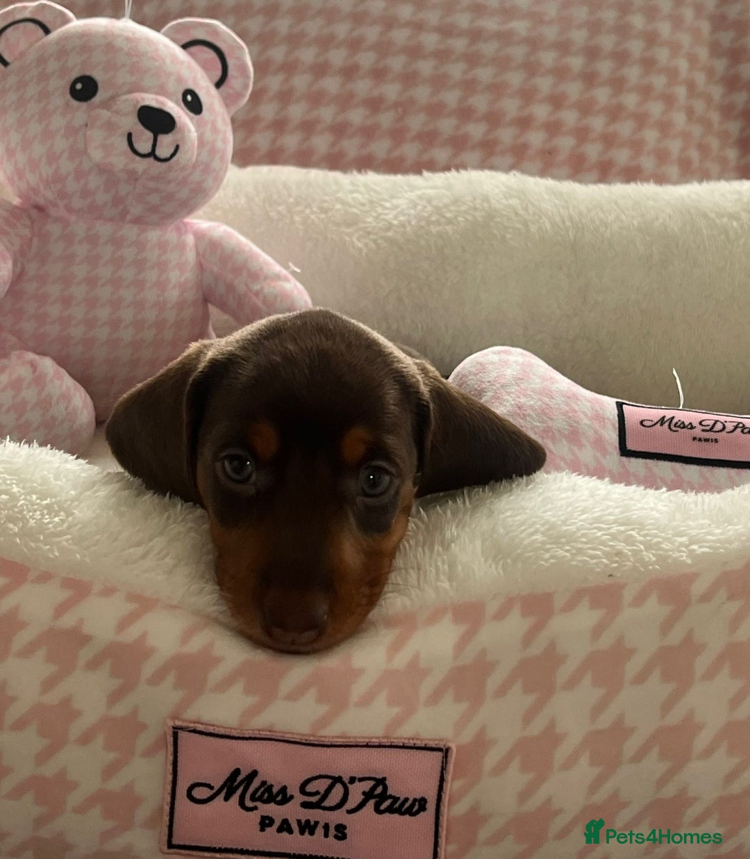 Miniature Dachshund dogs for sale: Miniature Dachshund  - Image 33
