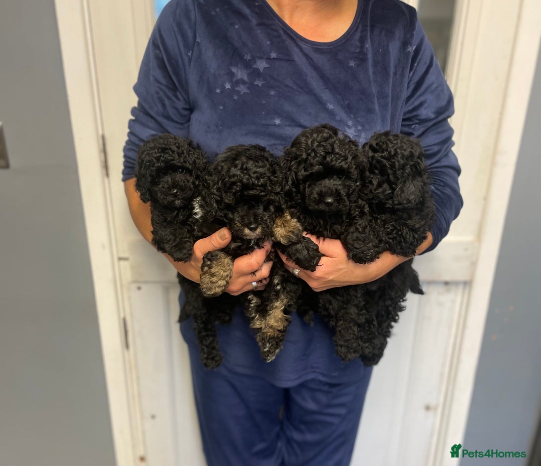 Toy Poodle dogs for sale: PEDIGREE TOY POODLES PRA CLEAR  - Advert 4