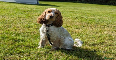 Cocker Spaniel dogs - Advert 10