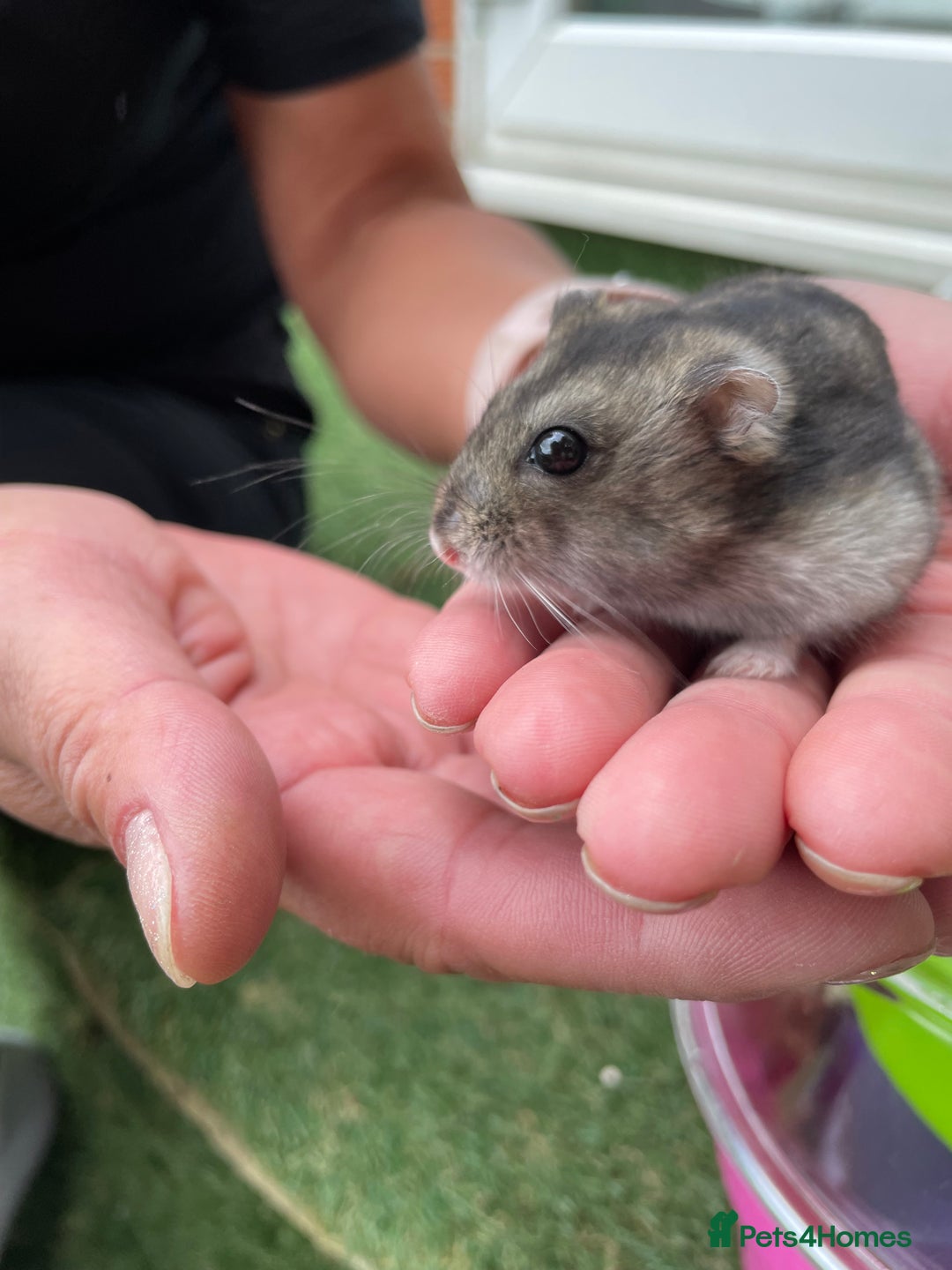 Hamster rodents for sale: Beautiful female hamster - Image 2