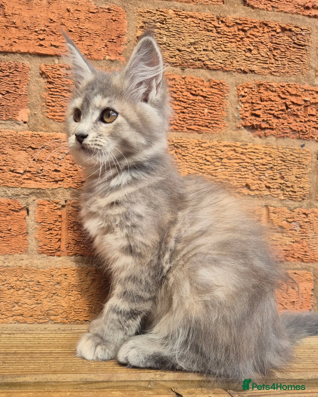 Maine Coon cats for sale: Beautiful Maine Coon kittens - Image 24