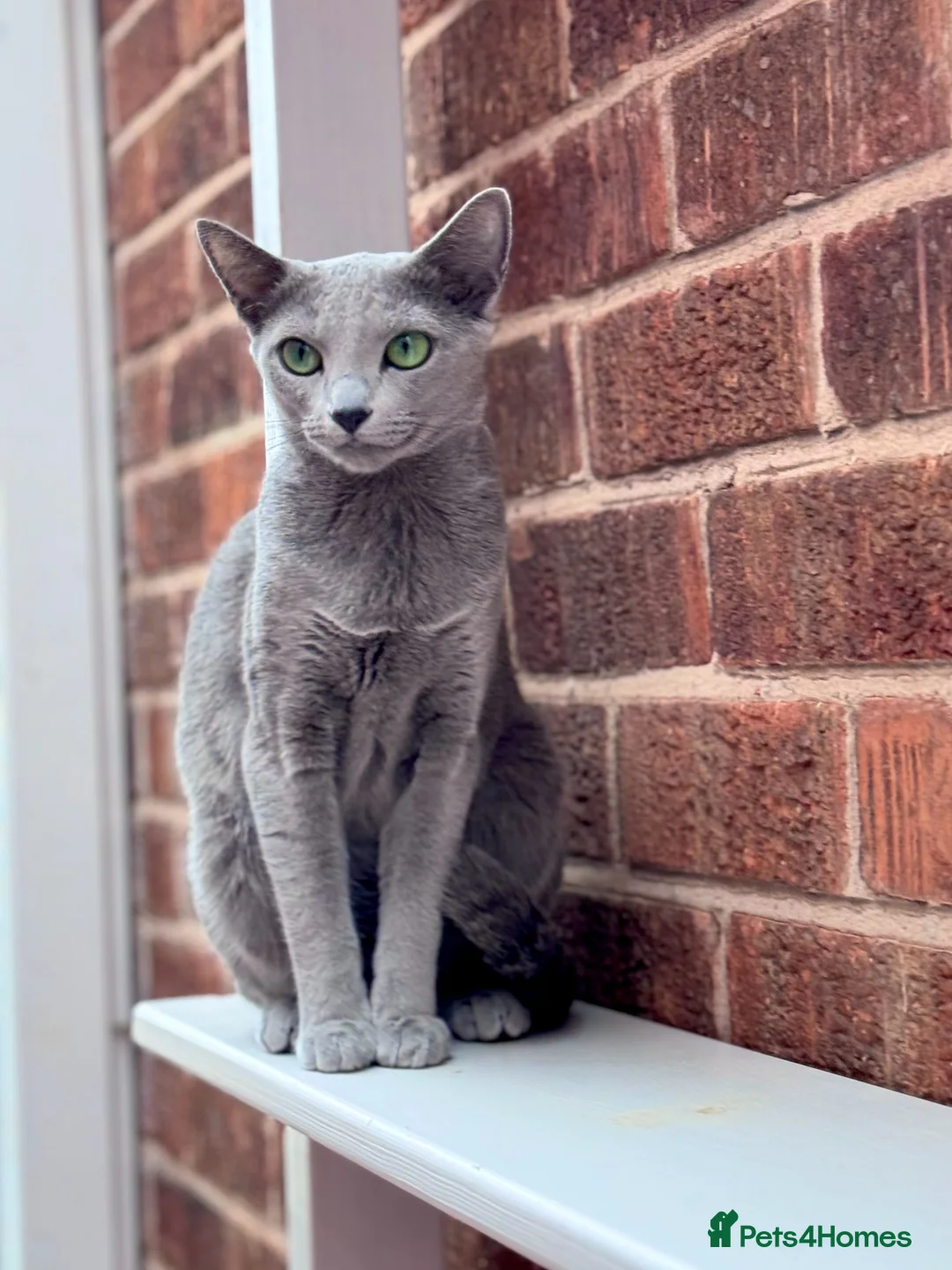 Russian Blue cats for sale: Beautiful full pedigree Russian Blue siblings  - Advert 2