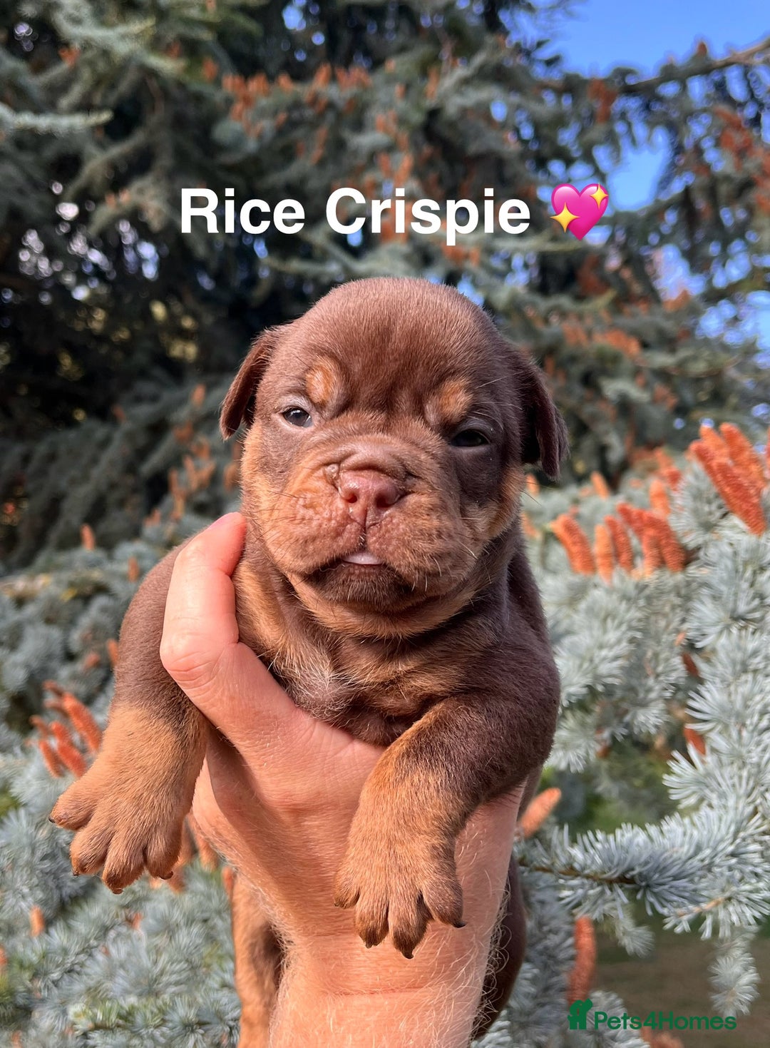Olde English Bulldogge dogs for sale: RAINBOW OLD ENGLISH LITTER !!! - Image 17