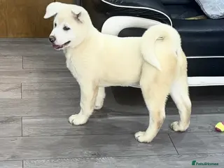 Japanese Akita Inu dogs Japanese Akita Inu Puppies - Advert 1