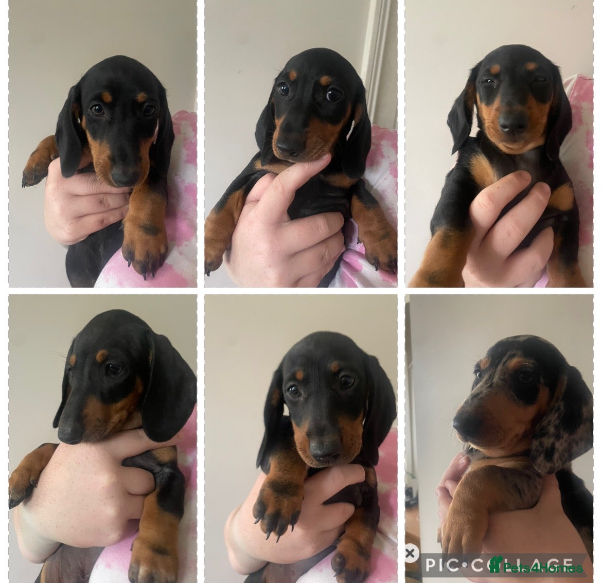 Dachshund dogs 5 left! Dachshund Puppies  - Advert 5