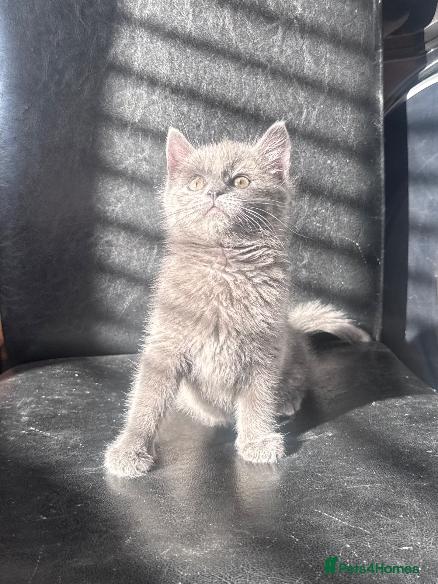 Mixed Breed cats for sale: Beautiful girl kitten  - Advert 1