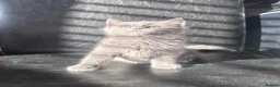Mixed Breed cats for sale: Beautiful girl kitten  - Advert 1