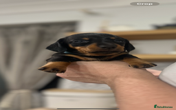 Dachshund dogs for sale: Mini dachshunds - 1 girl available - Image 21