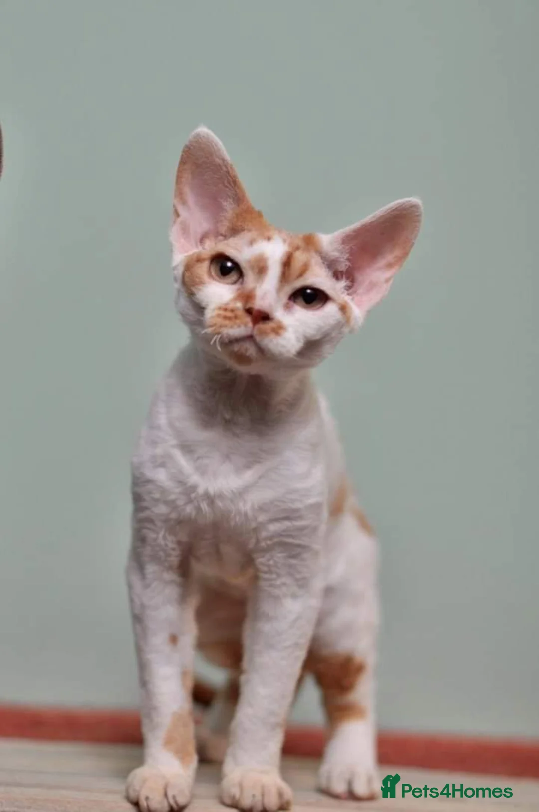 Devon Rex cats for stud: Beautiful boy in Corby - Advert 5