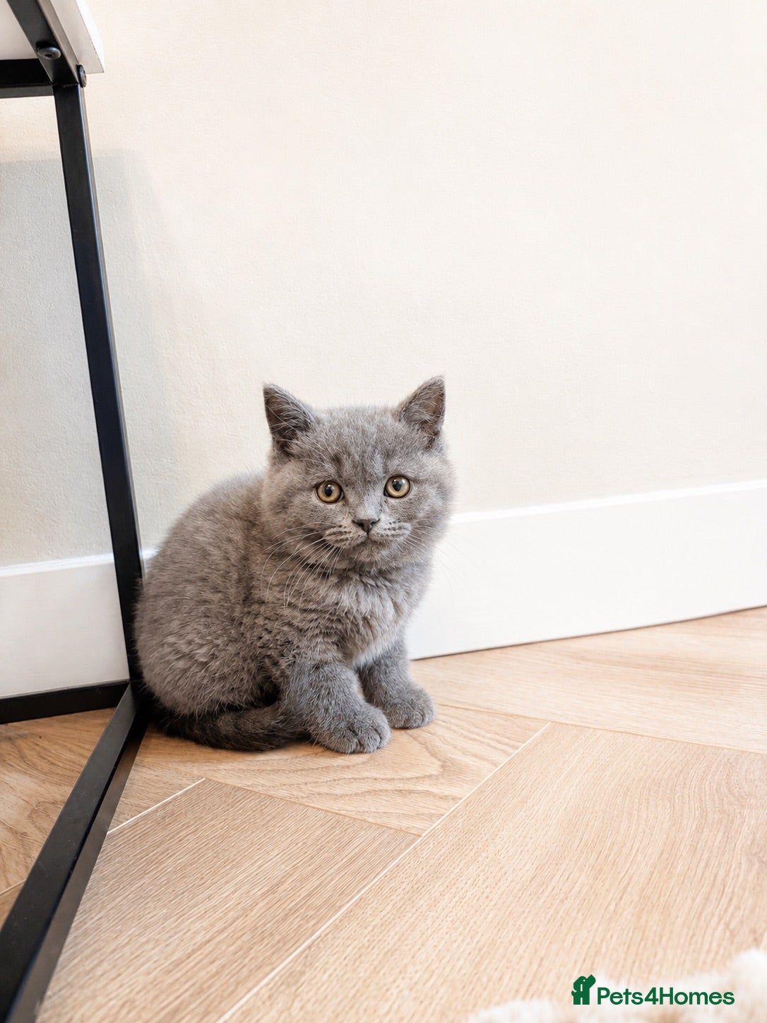 British Shorthair cats Beautiful British short hair boy - Advert 1
