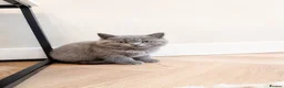 British Shorthair cats for sale: Beautiful British short hair boy - Advert 1
