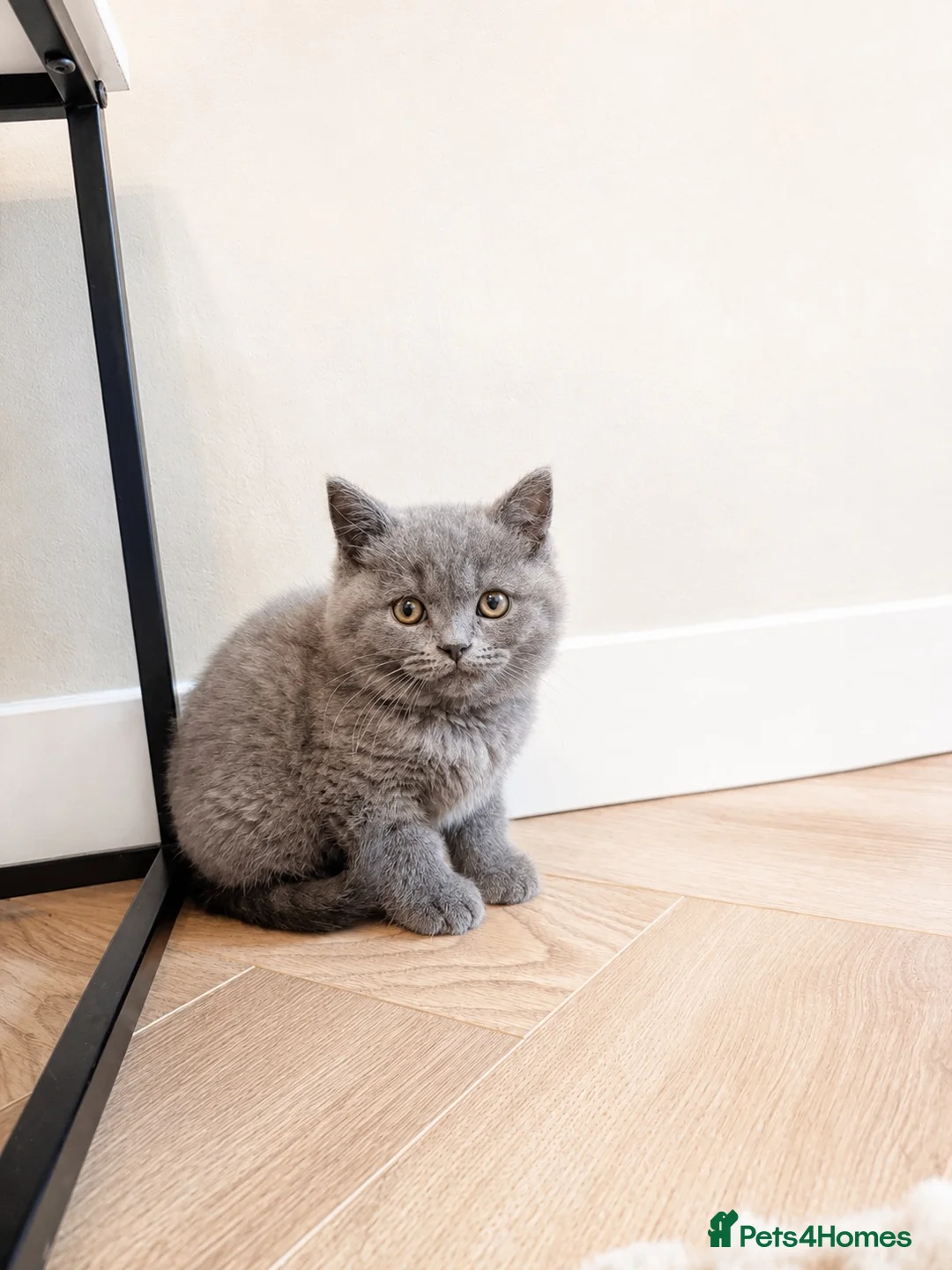 British Shorthair cats for sale: Beautiful British short hair boy - Advert 1
