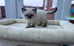 Ragdoll cats for sale: **Gorgeous Ragdolls**  - Advert 7