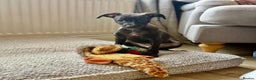 Italian Greyhound dogs for sale: 🐾kc registered Italian greyhound puppies 🐾 - Advert 8