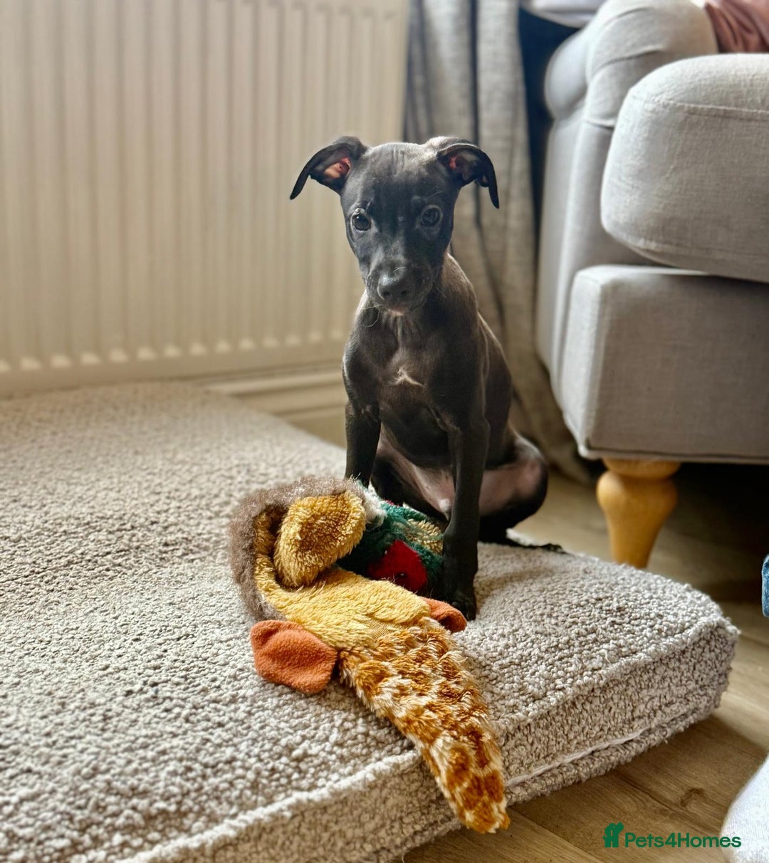 Italian Greyhound dogs for sale: 🐾kc registered Italian greyhound puppies 🐾 - Advert 8