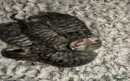 British Shorthair cats for sale: Four British shorthair cross Bengal kittens - Image 5