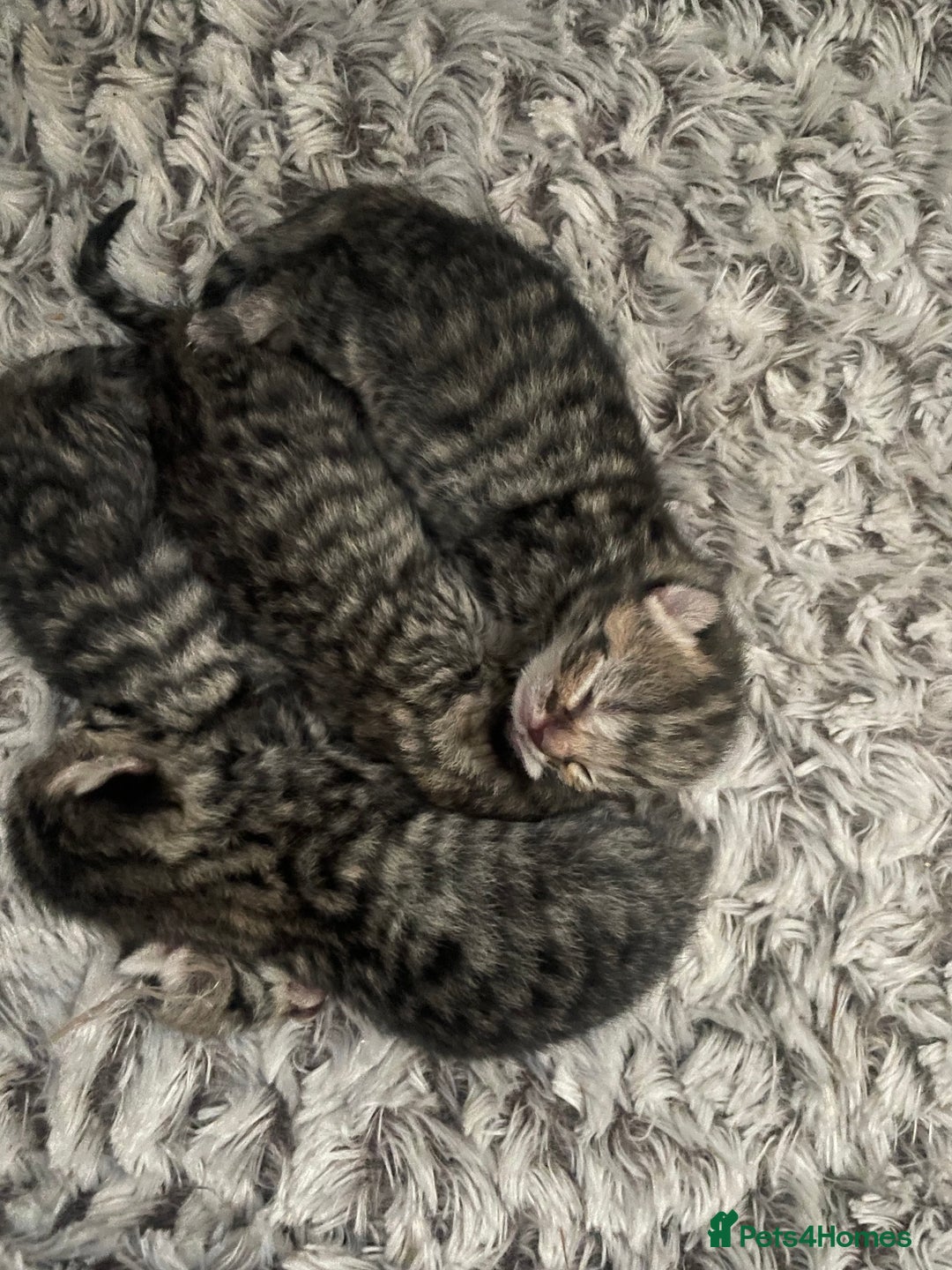 British Shorthair cats for sale: Four British shorthair cross Bengal kittens - Image 5