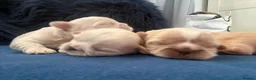 Shih Tzu dogs for sale: KC Reg Imperial Shihtzu Pups 3 boys 2Girls - Advert 11