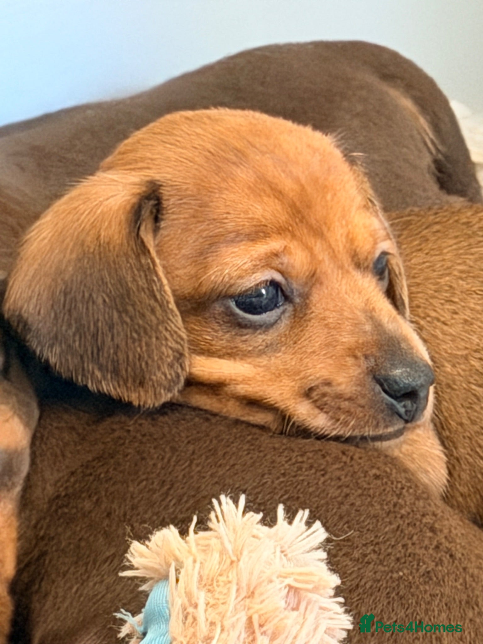 Miniature Dachshund dogs KC PRA Clear Champion Line Dapple Mini Dachshunds  - Advert 2