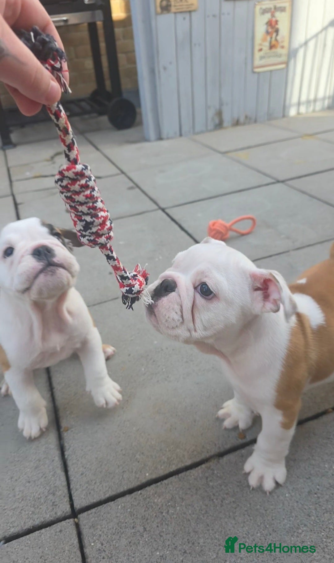 English Bulldog dogs for sale: English bulldog pups kc reg (READY NOW)   - Advert 2